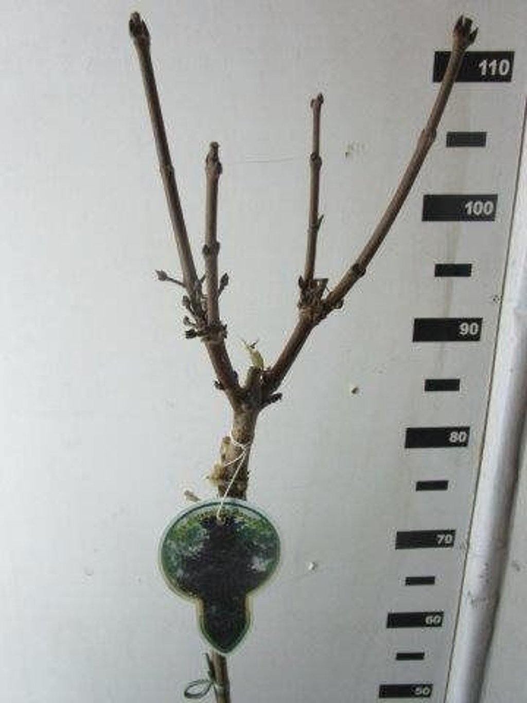 Acer plat. 'Royal Red' - 80 CM Stem C5